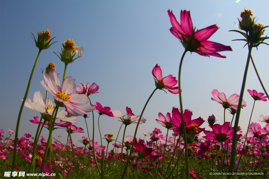 格桑花