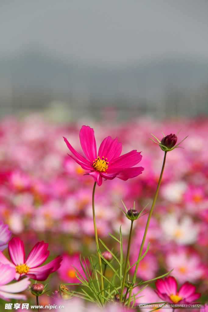 格桑花