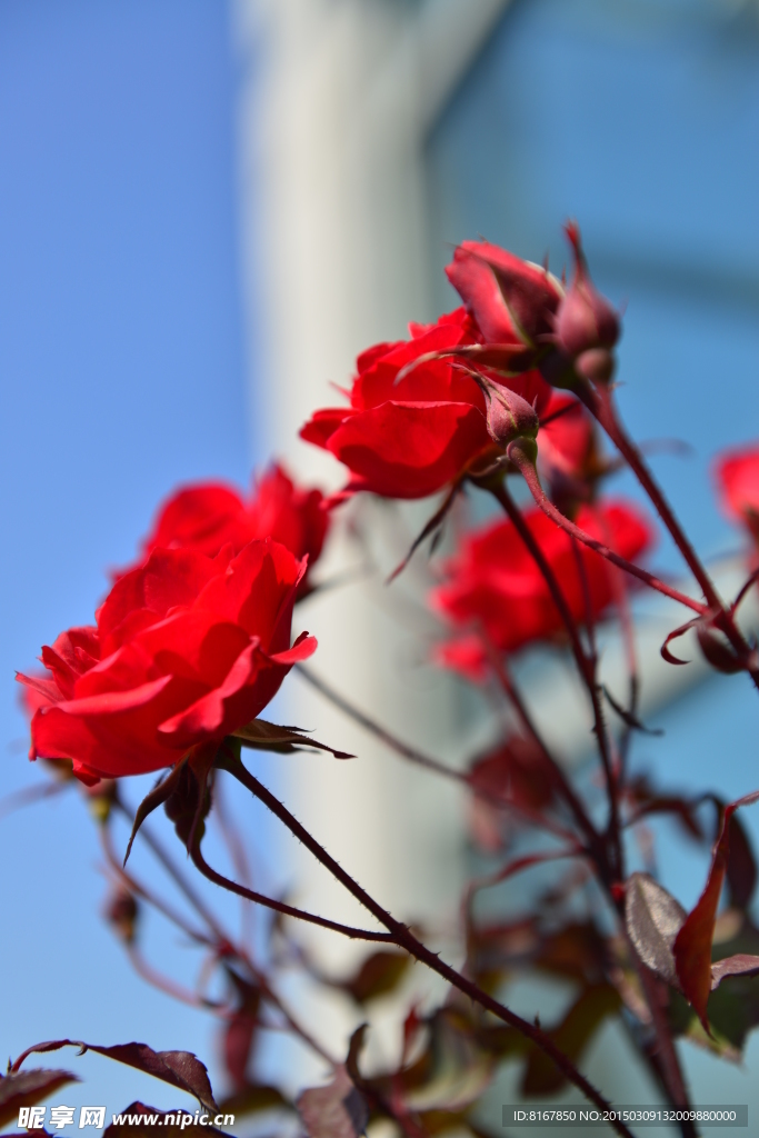 山茶花