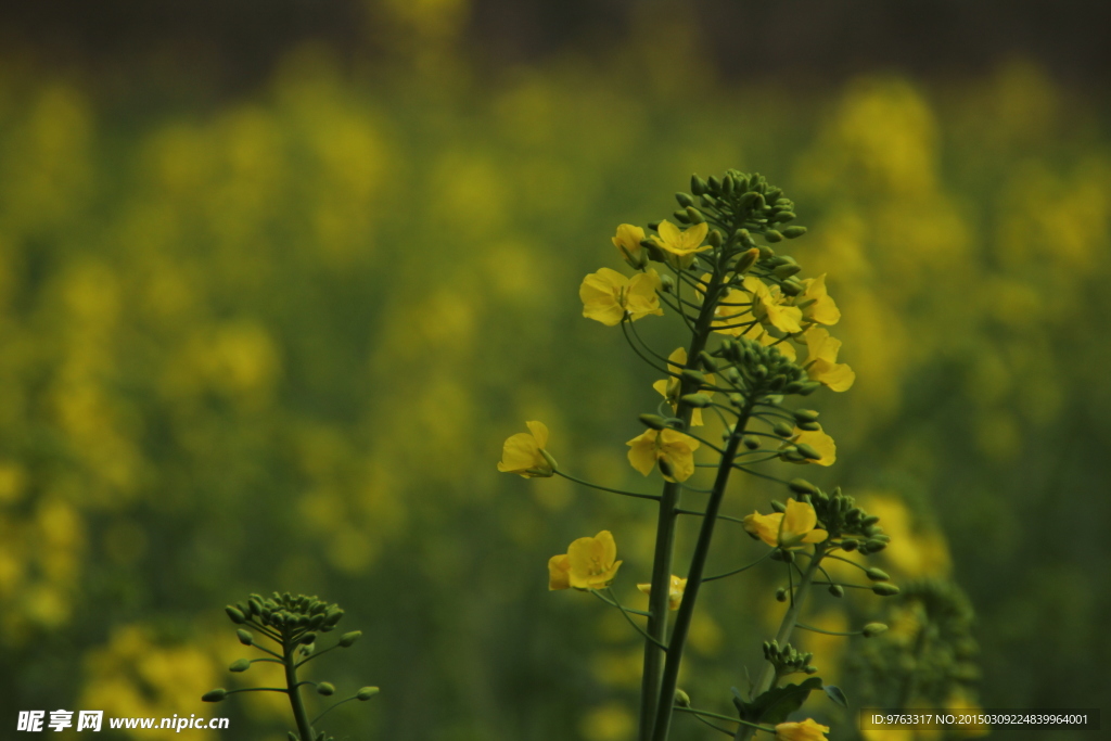 油菜花