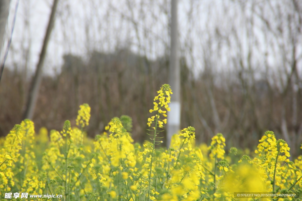 油菜花