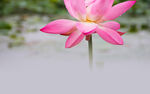 莲花