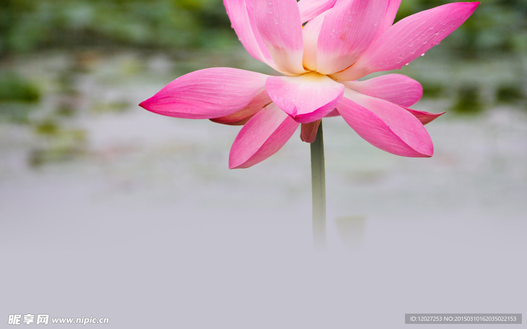 莲花