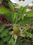 野草莓
