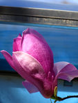 玉兰花