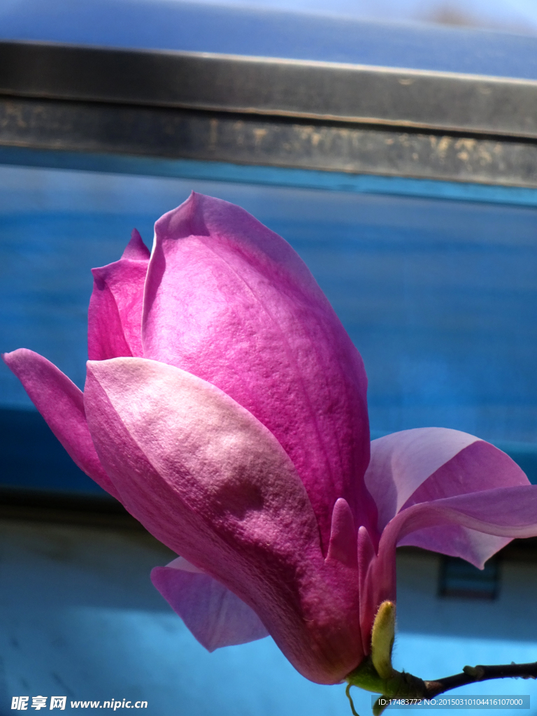 玉兰花