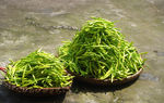 金针菜
