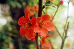红花