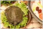 滋补甲鱼火锅