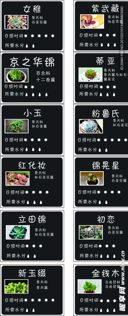 多肉植物
