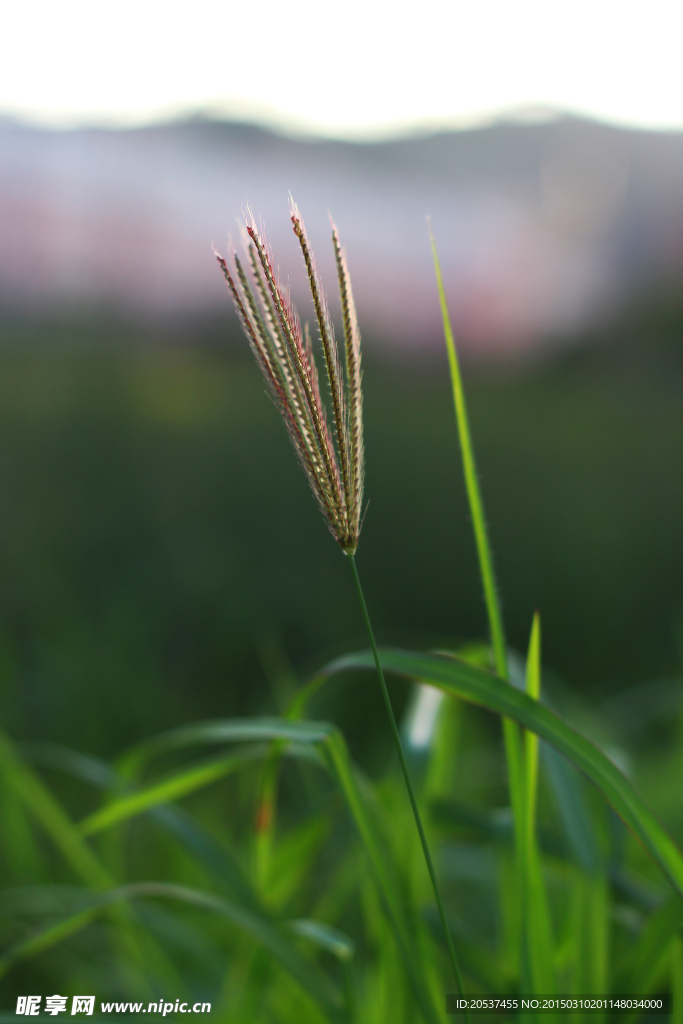 狗尾巴草