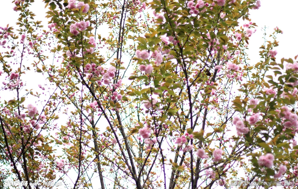 樱花
