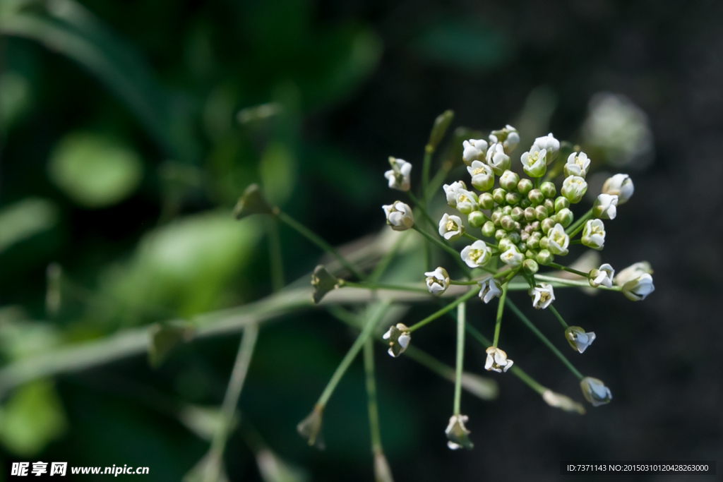荠菜花