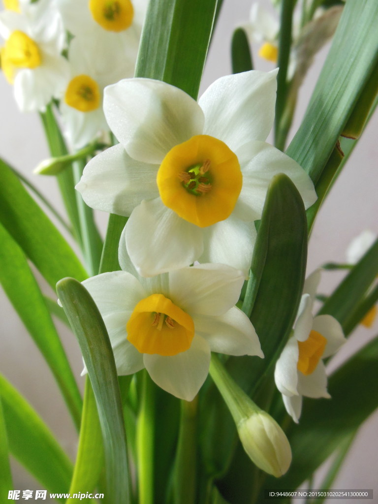 水仙花