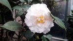 茶花