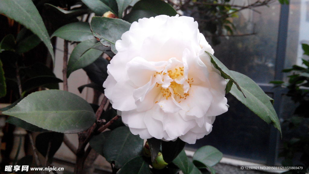 茶花
