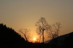 夕阳与树
