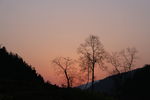 夕阳与树