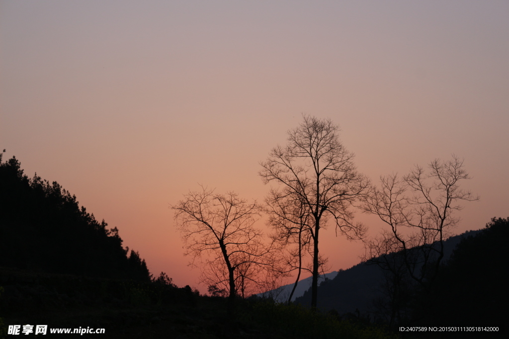 夕阳与树