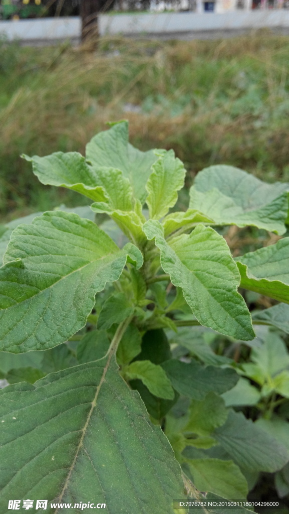 野菜