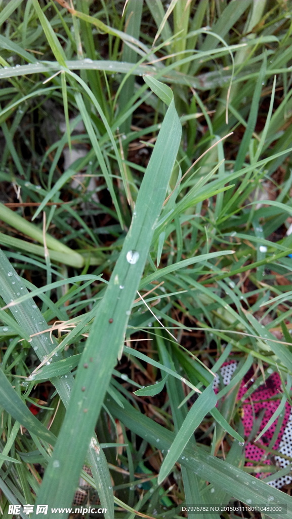 小草