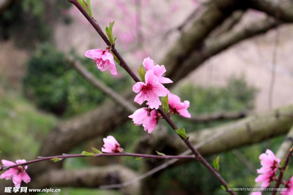 桃花