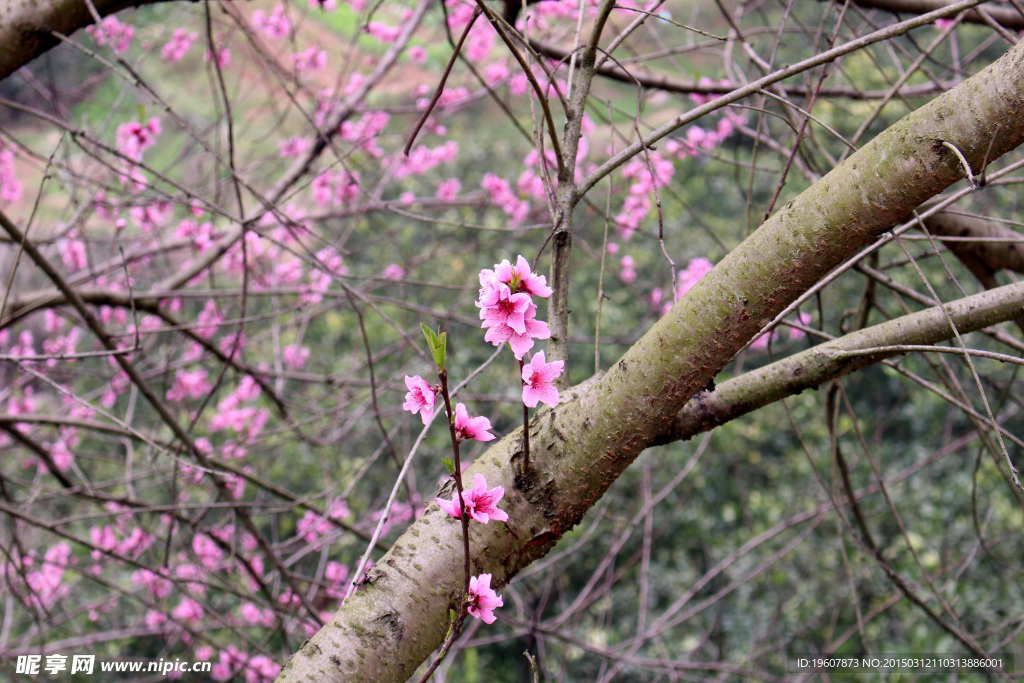 桃花