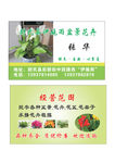 花卉盆景名片
