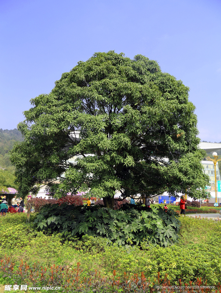 蓝天绿树