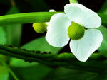 稻田里的白色野花