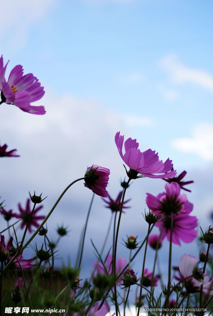 格桑花