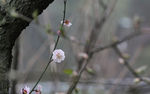 春初梅花
