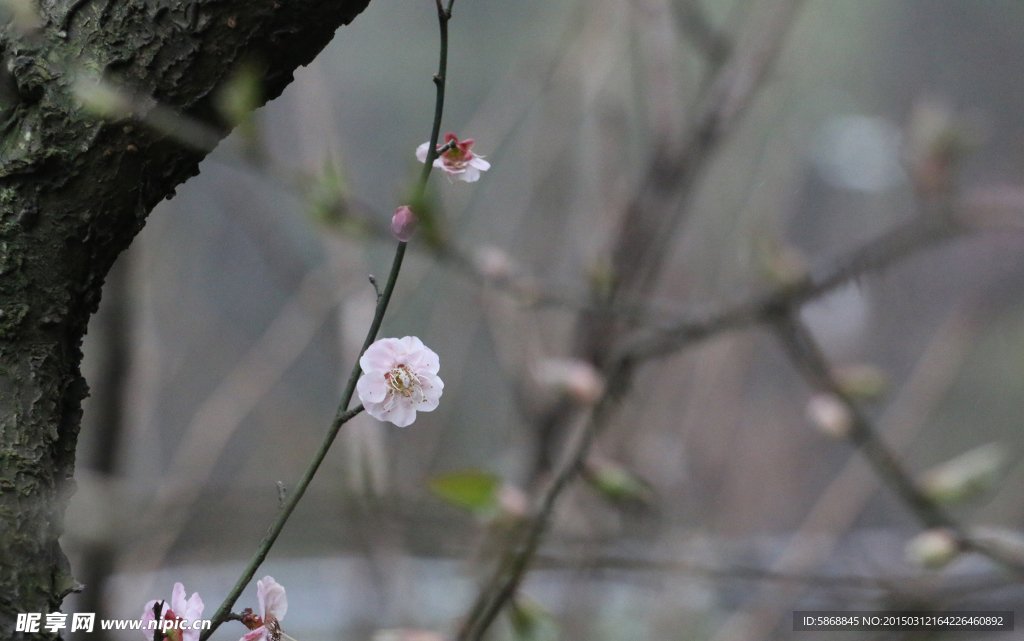 春初梅花