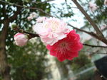 双色桃花