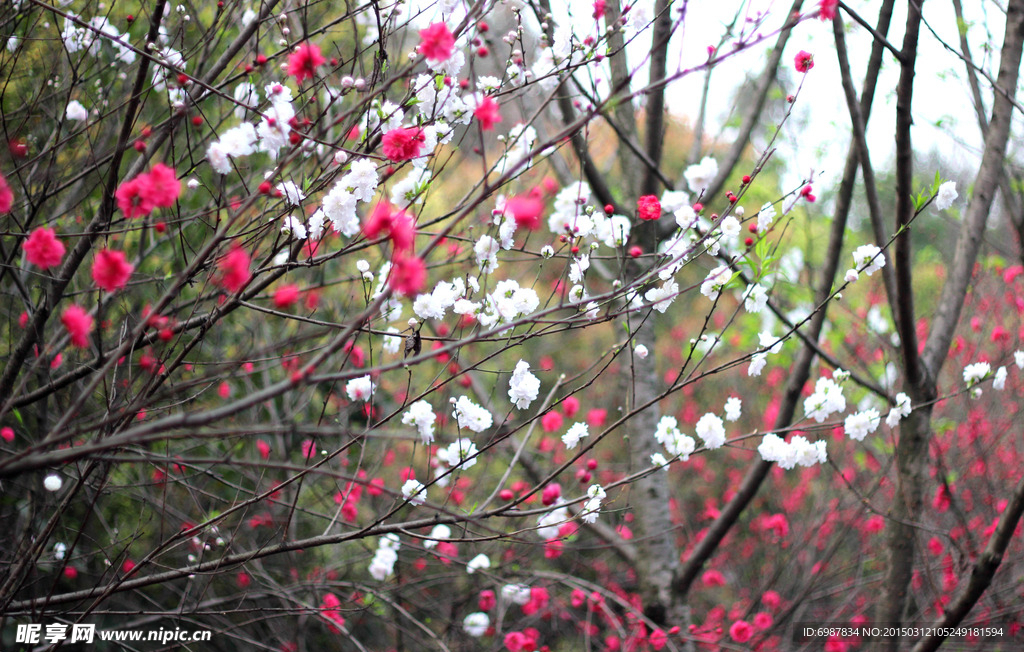 梅花