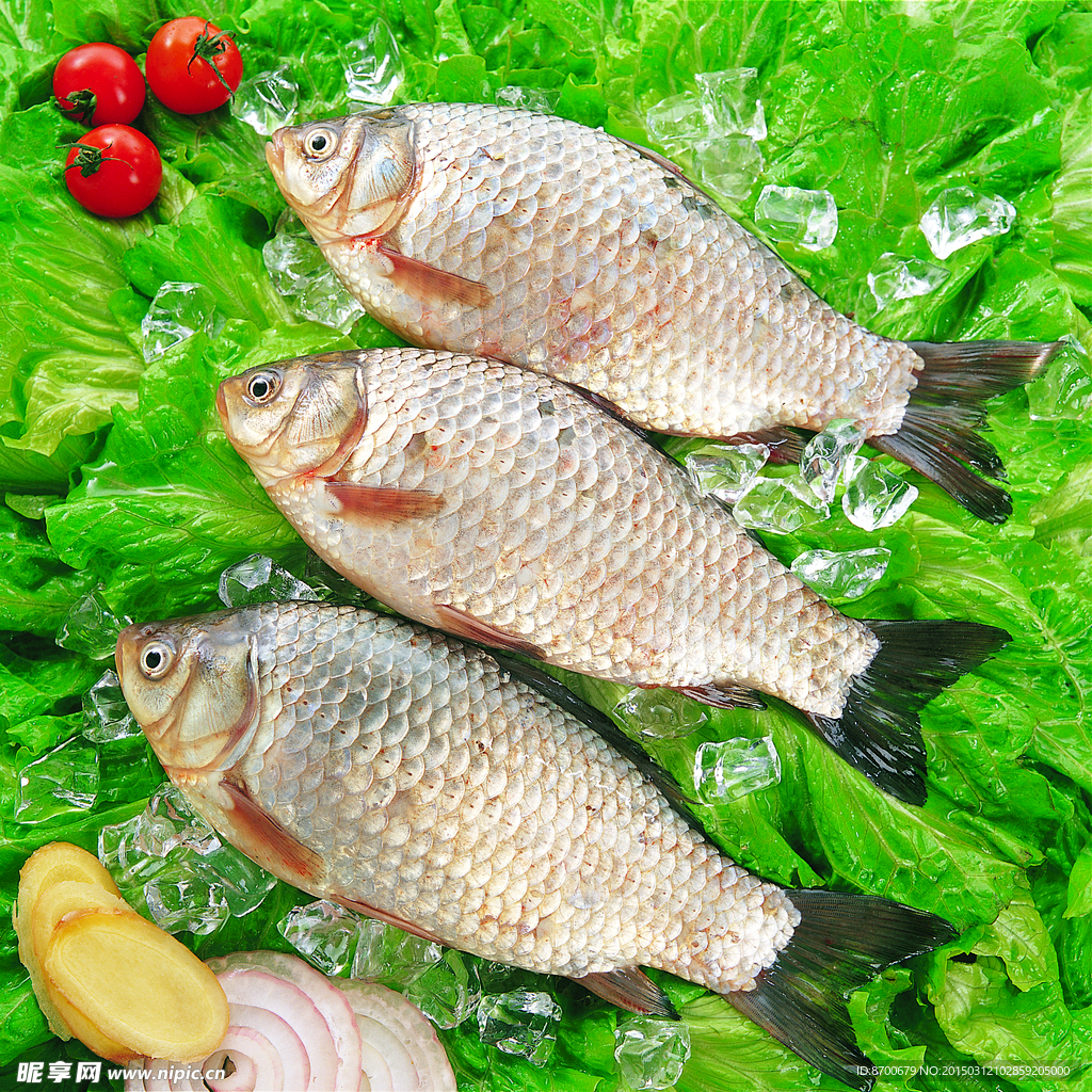 鲫鱼、鲤鱼、草鱼、鲢鱼、青鱼和罗非鱼各自喜欢的饵料味型