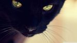 黑猫金眸