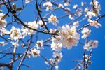 春暖花开桃花蓝天春天