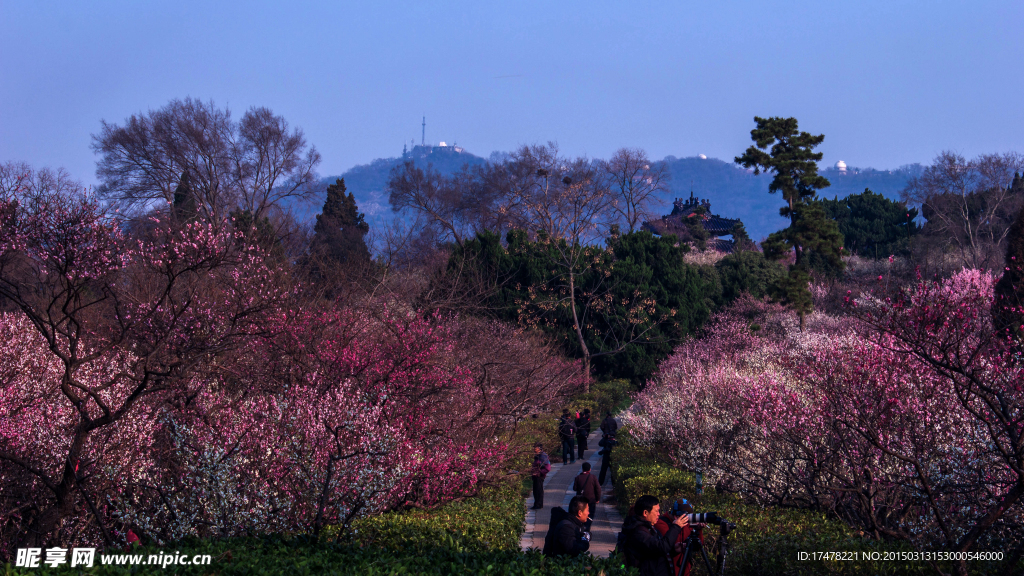 美丽的梅花山