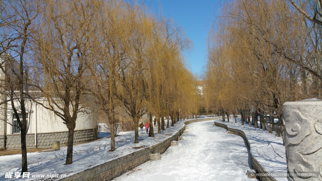 大雪过后河边的柳树