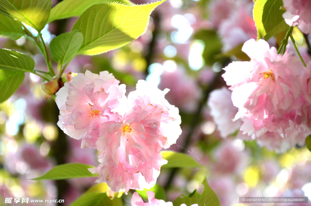 樱花