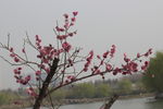 桃花树