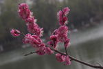 红桃花
