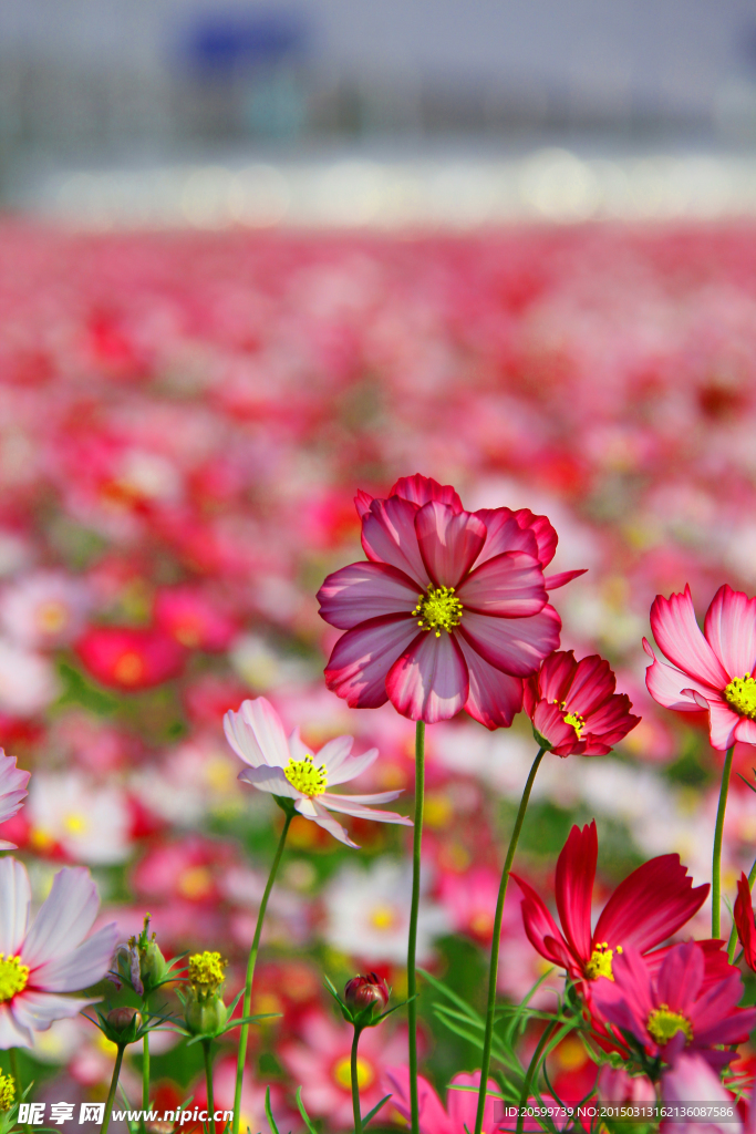 格桑花