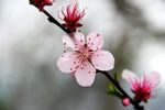 桃花特写