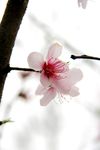 桃花 桃花特写 枝头桃花