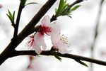桃花特写