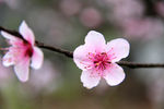 桃花特写