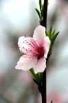 桃花特写