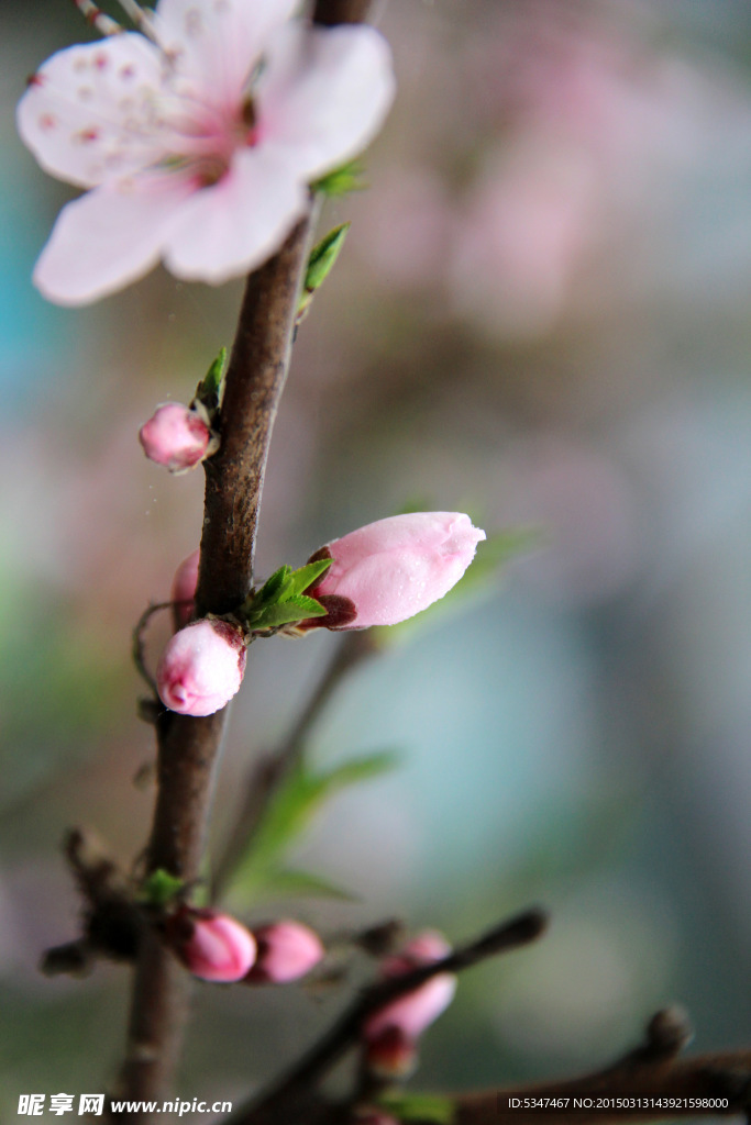 桃花特写
